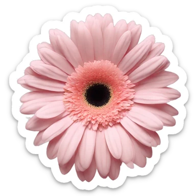 pale pink one flower gerbera sticker