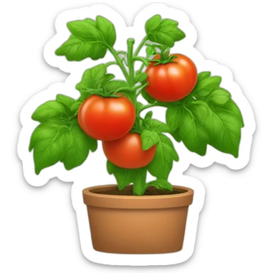 TOMATO PLANT sticker