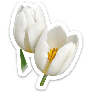 white tulips sticker