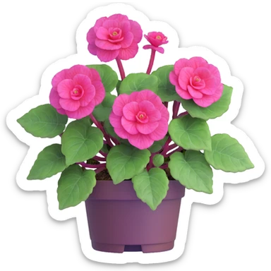 Bird's eye view of Begonia Rex plant showing spiral leaf formation from directly above, dark green leaves with purple edges and white spots sticker