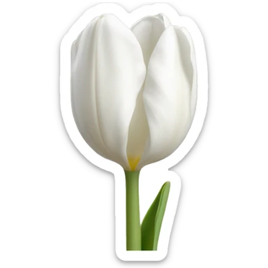 White tulip sticker