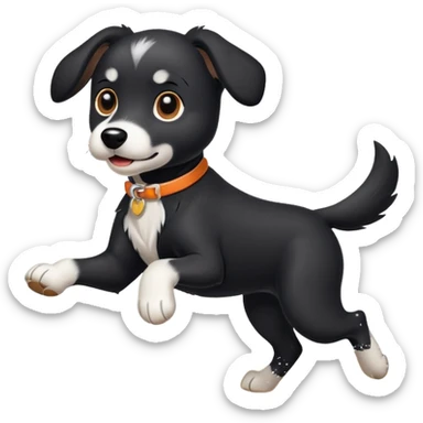 Black dog running on the beach with white paws and white chest sticker