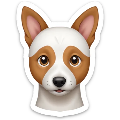 a fully white jack russell the size of a kelpie with floppy ears and a half white face sticker