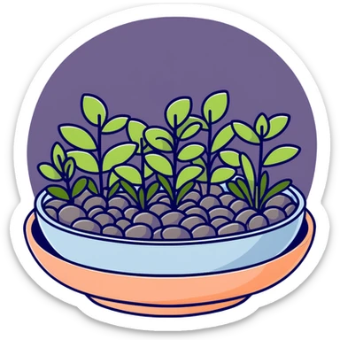 Shallow ceramic dish garden with Plectranthus Verticillatus sprouts featuring circular penny-shaped leaves arranged with decorative stones sticker