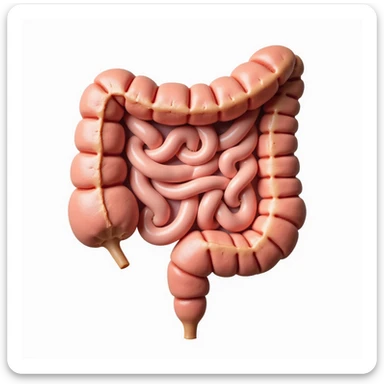healthy human intestine, anatomical, cross section showing clean and regular inner walls, natural color, realistic style, white background sticker