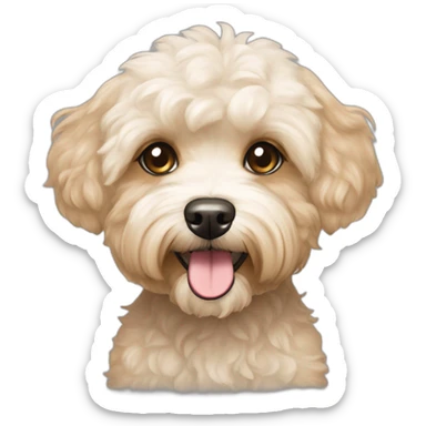 white light brown maltipoo terrier slender shaved sticker