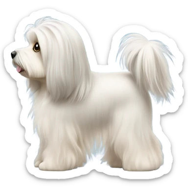 Side view of Havanese with long hair all the way down to the dogs feet at a dog show  sticker