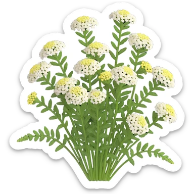 3D iOS style illustration of Achillea millefolium (common yarrow) with flower clusters made up of many small, distinct, visible flowers, delicate details, realistic and vibrant, green stem and feathery leaves, on a transparent background. sticker