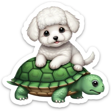 white Bichon sitting on a turtle sticker