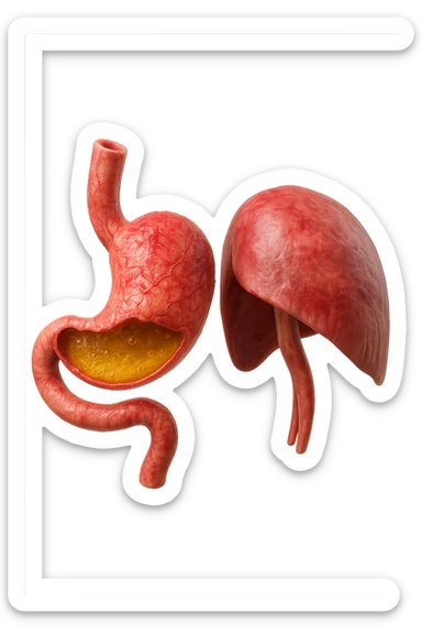 stomaco umano anatomico infiammato con acido giallo all'interno fluttua in aria insieme ad un diaframma umano, iperrealistico 4k, isolato su sfondo bianco sticker