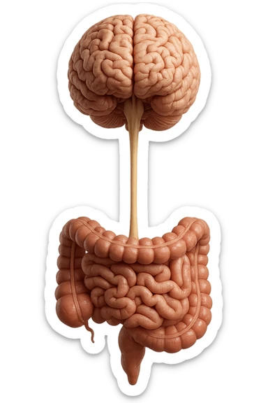 intestino e cervello sono collegati verticalmente, iperrealistico 4k sticker