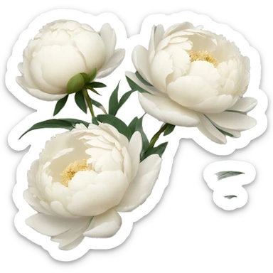 3 Creamy white peonies with stems sticker