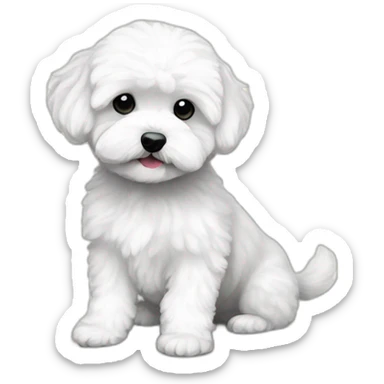 White maltipoo with euros sticker