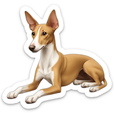 Podenco portugais beige sticker