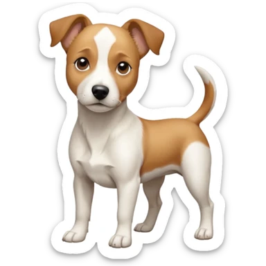 a full body facing front on of a buff white beagle cross jack russell terrier looking dog the size of a kelpie with light brown long ears resting on its face and a light brown patch above one eye and a large snout. the rest of the dog is completely white.  sticker