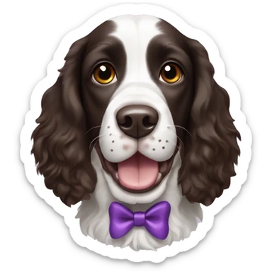 English springer spaniel dog that is happy with blackish browning ears and a white face with  a purple bow sticker