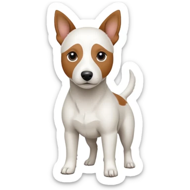 a fully white jack russell the size of a kelpie with floppy ears and a half white face sticker