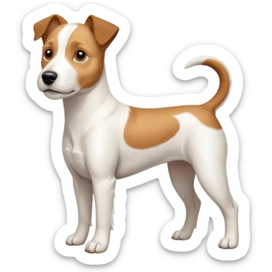 a full body large white parson russell terrier looking dog the size of a kelpie with light brown long ears and a light brown patch on one eye and a large snout sticker