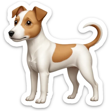 a full body large white parson russell terrier looking dog the size of a kelpie with light brown ears and a light brown patch on one eye and a large snout sticker