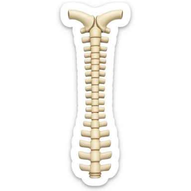 vertebral column sticker