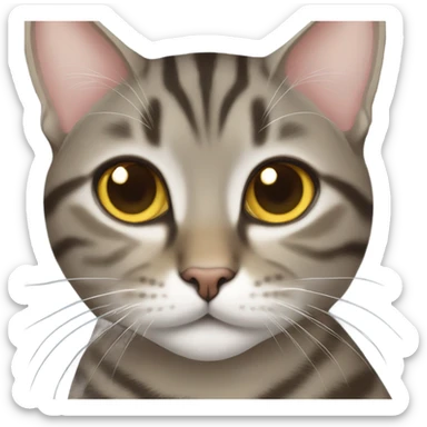 Tabby domestic shorthair  sticker