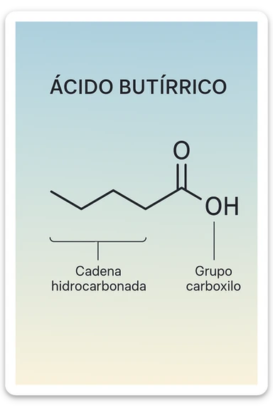 the acido butirrico molecule floats in the center, with animated arrows or labels pointing to the carboxyl group and the hydrocarbon chain. The background is a soft gradient, and the overall style is clean, professional, and suitable for educational materials. sticker