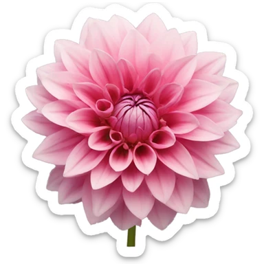 Dahlia flower sticker