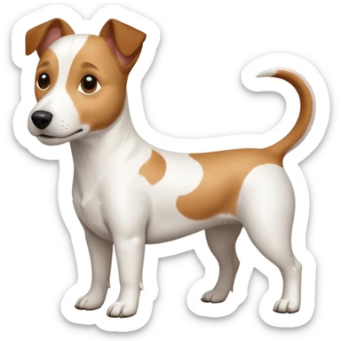 a full body white jack russel looking dog the size of a kelpie with light brown ears and a light brown patch on one eye and a large snout sticker