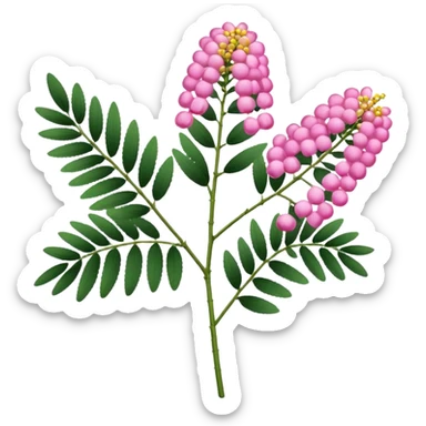 Pink Mimosa with flower  sticker