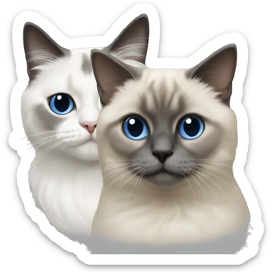 3 cats : 2 Birman 1russian blue sticker