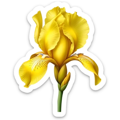 single Bright Yellow Iris, straight stem sticker