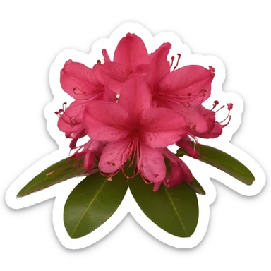 Red rhododendron sticker