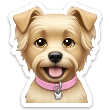 Small blonde dog with shorter wiry hair on its back and a baby pink collar sticker