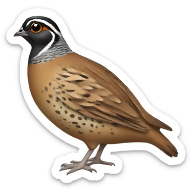 Quail sticker