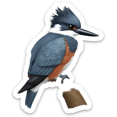 Belted kingfisher sticker