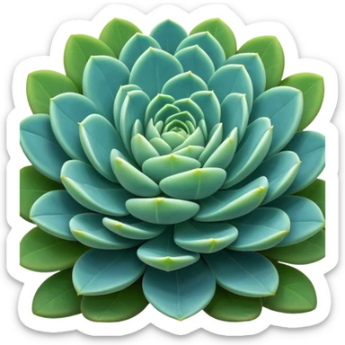 Sedum Pachyphyllum succulent plant with blue-green thick leaves sticker