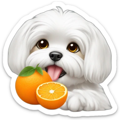 Maltese eating tangerine sticker
