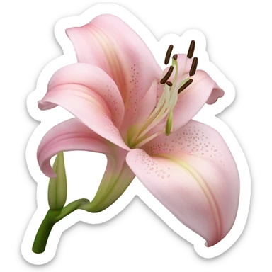 light pink lilium sticker