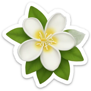 Jasmine flowers with white petals and a yellow center of stamens sticker