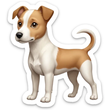 a full body facing front on of a buff white beagle cross jack russell terrier looking dog the size of a kelpie with light brown long ears resting on its face and a light brown patch above one eye and a large snout. the rest of the dog is completely white.  sticker