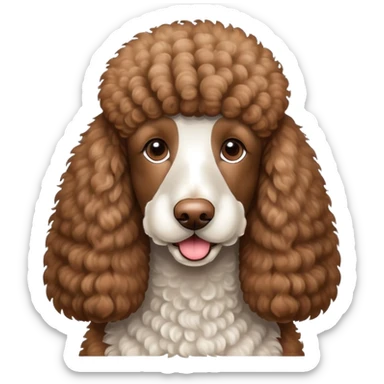 Brown and White standard poodle sticker