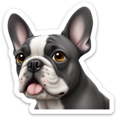 Dark gray French bulldog male, hazel eyes, one ear sticker