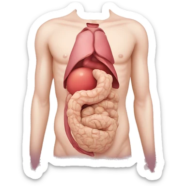 stomach anatomy sticker