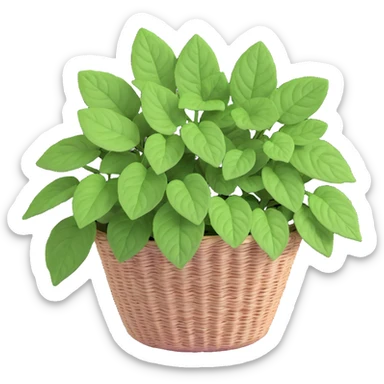 Plectranthus Verticillatus Swedish Ivy with trailing stems and round leaves in a coconut fiber basket sticker