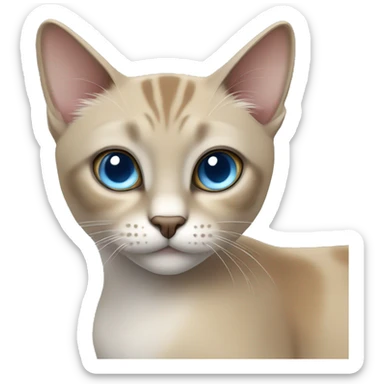 Thai breed adult cat with a light cream-brown body, dark gray nose and face, ears, and paws. sharp ears, and striking light blue eyes  sticker
