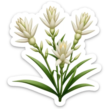 Tuberose sticker