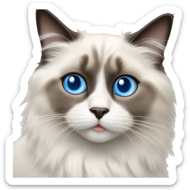 Ragdoll cat with blue eyes at Christmas  sticker