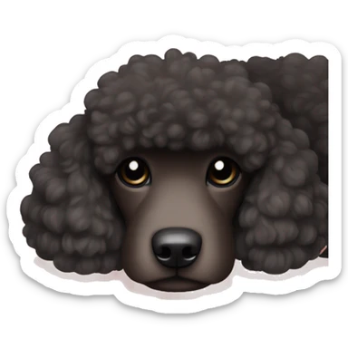 3 legs One Small unshaved Black Poodle with brown harness is  sleeping sticker