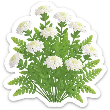 3D iOS style illustration of Achillea millefolium (common yarrow), realistic and vibrant, delicate white flower clusters, feathery green leaves sticker
