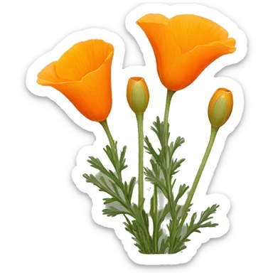 california poppy  sticker